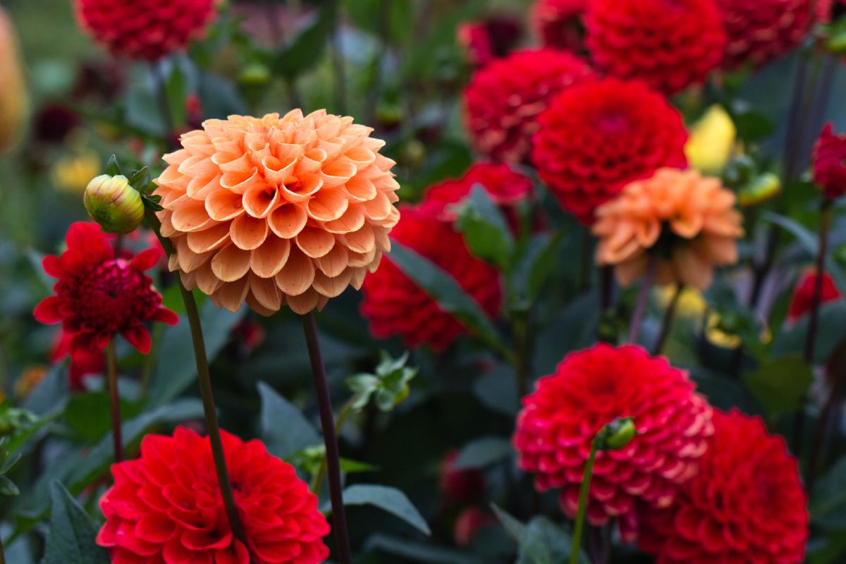 ��� ���������� �������� ������ ��������� � �������: ������ �� ���������