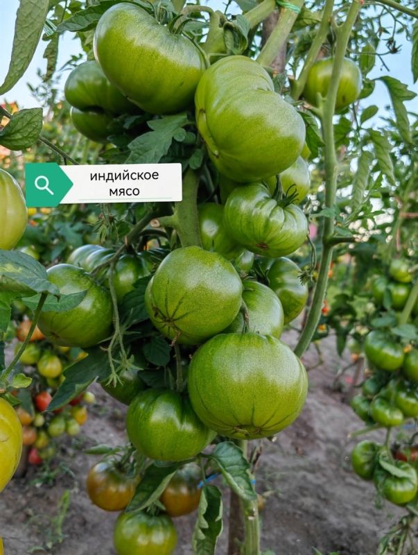 ����������� � ������� ����� ������� ����������