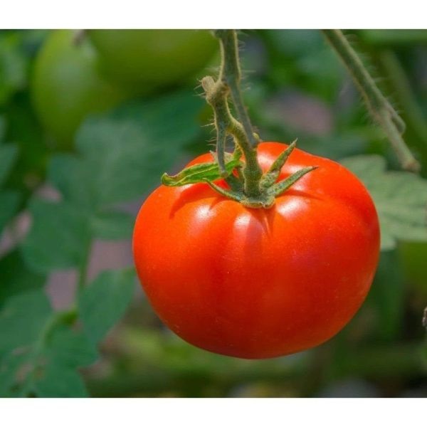 Томат Толстушка: идеальный выбор для сочных салатов и насыщенных соусов