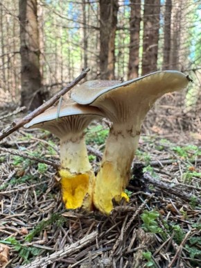 ������� ������������ �������: �� � ������