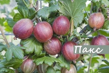 ��� ��������� ���������� ��������� ����: ������ � ������������