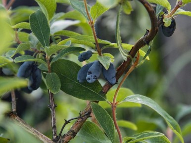 ��� ��������� ���������� ��������� ����� �������� ��� �������� ������ ����