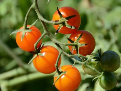 ��� ��������� ��������� �����-������ � �����������: ������ � �������