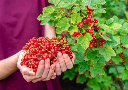 ������� ����� �� ���������� ����� ����� ������