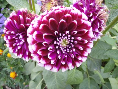 Как правильно подготовить георгины к зиме: советы садоводов