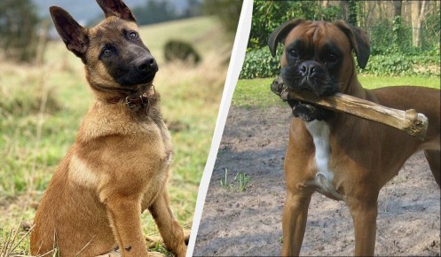 Как порода формирует смелость собаки и зачем она нужна дома