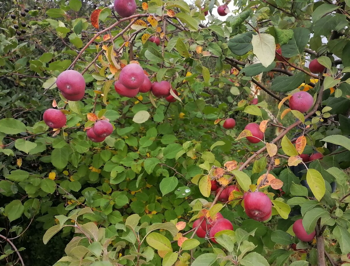 Осень для сада: как мочевина помогает защитить растения от болезней