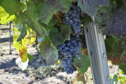 Донские вина блеснули на международной арене в ЮАР