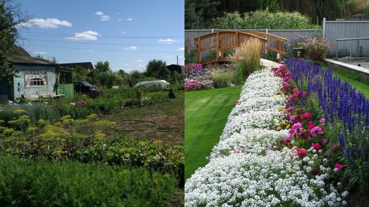 Трансформация дачного участка: 7 бюджетных растений, которые быстро создадут цветущий сад