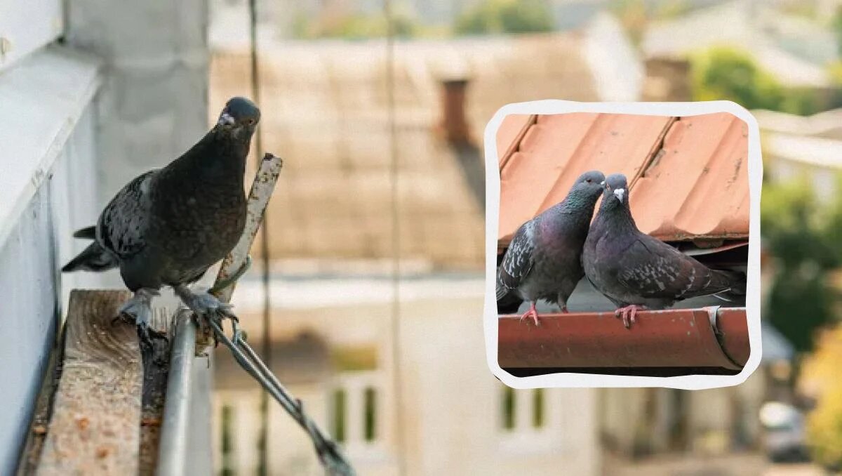 Как эффективно избавить свой балкон от надоедливых голубей: простые и креативные методы