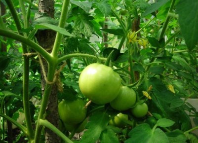 ��� �������� ���������� �������: ����������� ������ ��� ��������