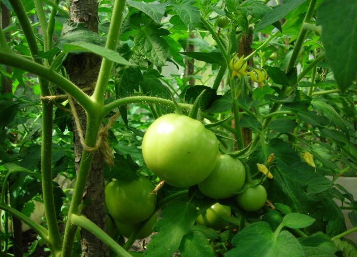 Как ускорить созревание томатов: проверенные методы для дачников