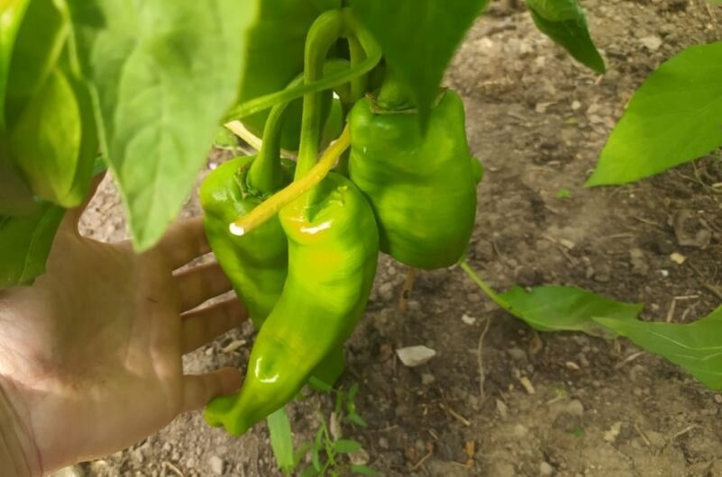 Теплица в охотничьем сезоне: секреты сбора перца в этом году