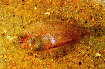 ��������� (Arnoglossus laterna Walbaum, 1792)