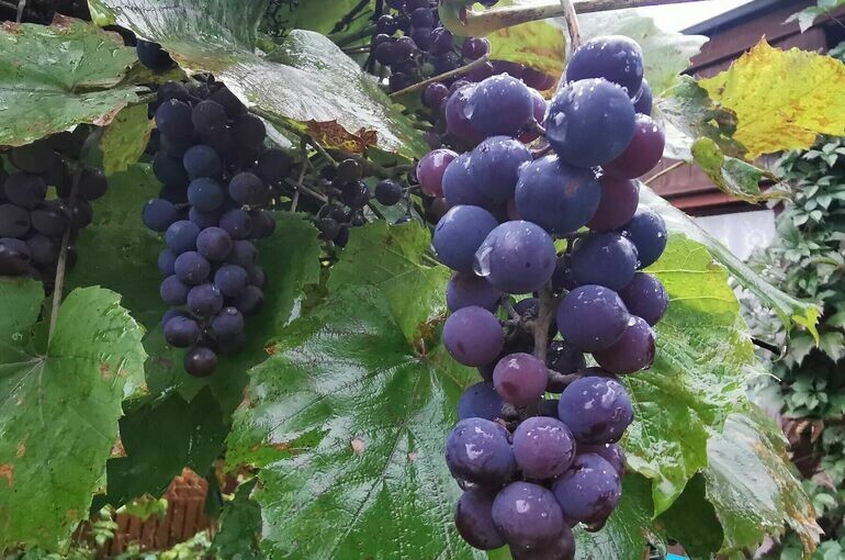 Новые горизонты для виноделия: отели на виноградниках становятся реальностью