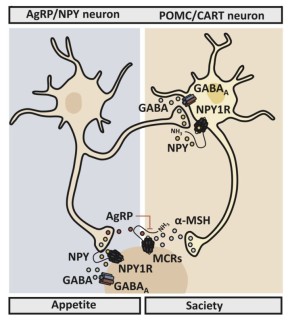 Как регулируется аппетит: влияние нейронов и гормонов на наше желание поесть