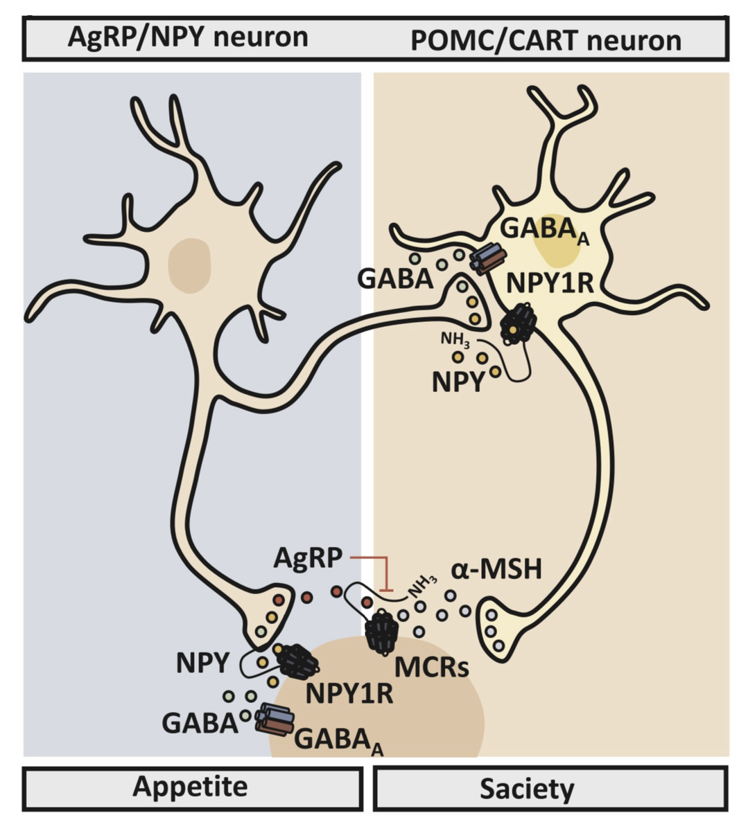 Как регулируется аппетит: влияние нейронов и гормонов на наше желание поесть