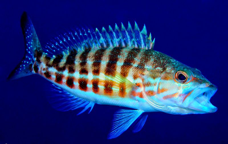 �����: ������� ����� � ����������� ��������