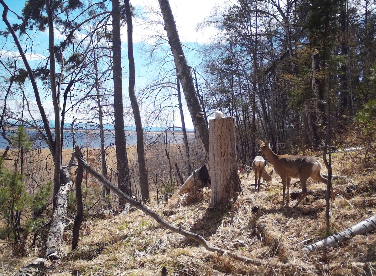 Секреты дикой природы: кто посещает солонцы в лесу
