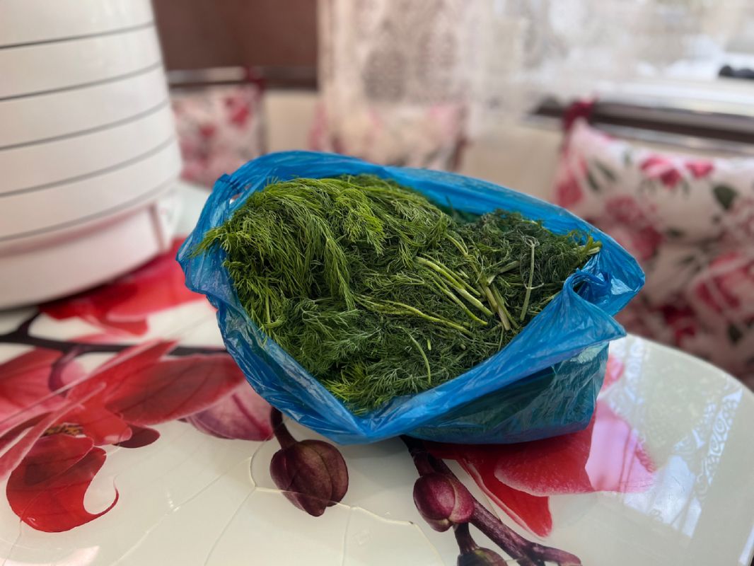 Сушеный укроп: секреты и польза для здоровья