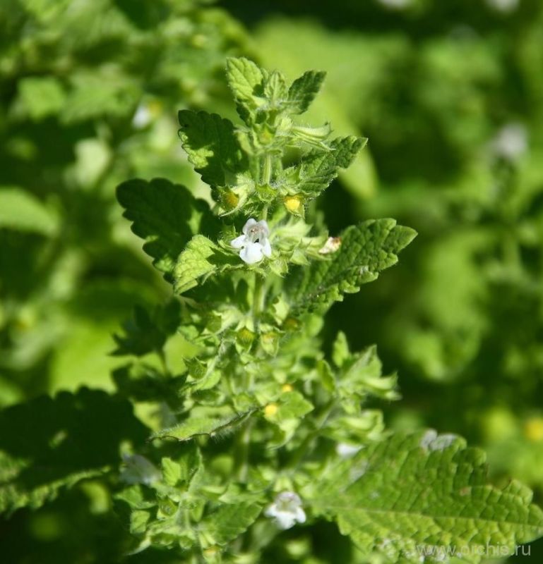 Травы для здоровья: как природные средства защищают от болезней и старения