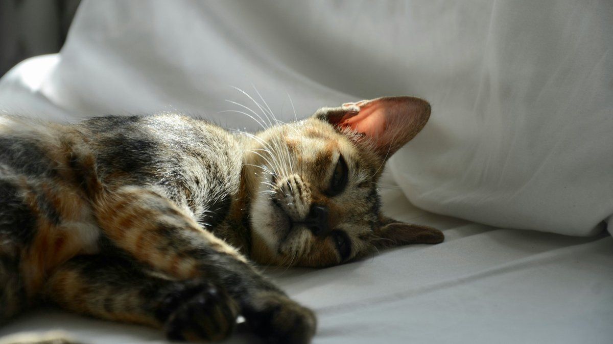 �������������� ������������ ������ � �����: ��� ����� �����