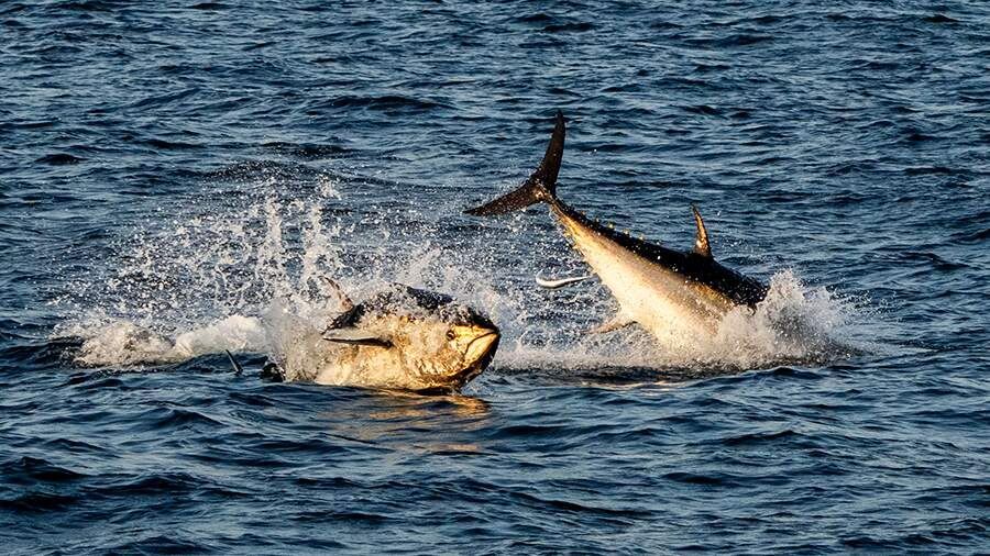 ���������� ����� ����� ����� 300 �� ������ � ������� �������