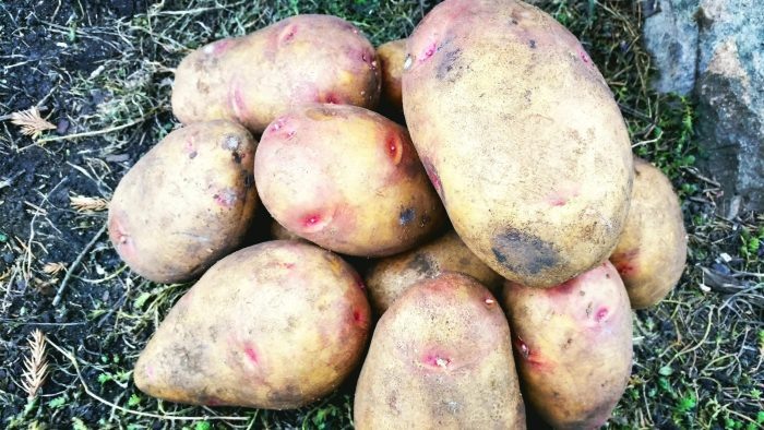 Картофель Самородок: яркий вкус и надежная урожайность для вашего огорода