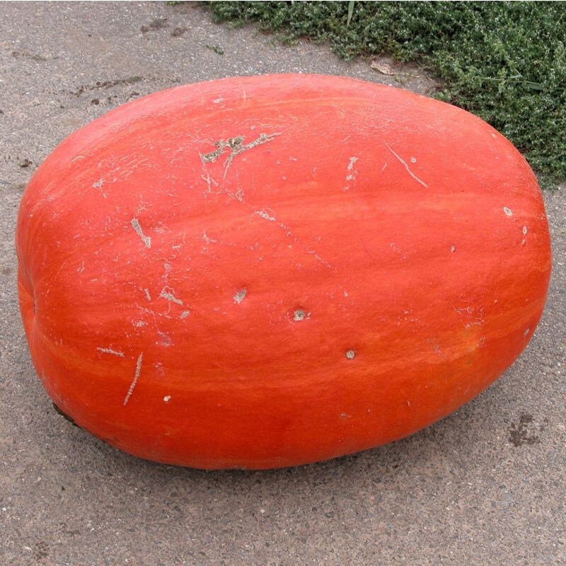 Тыквенная симфония: 15 сортов для успешной весенней посадки