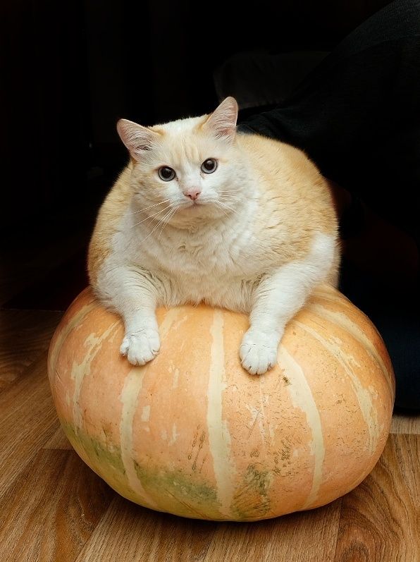 ��������� ��������: ��� ������� �������� � �������� �������