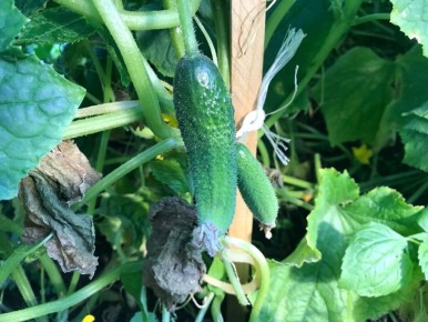 Как засолить огурцы, чтобы они были хрустящими и вкусными