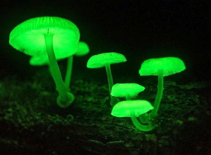 ������� ����������������� ������