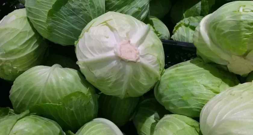 Как сохранить капусту свежей до лета: три эффективных метода для неизаботливого погреба