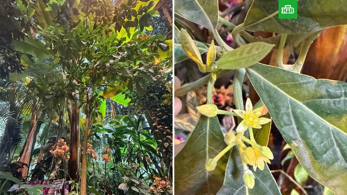 В «Аптекарском огороде» расцвело авокадо — уникальное событие XXI века