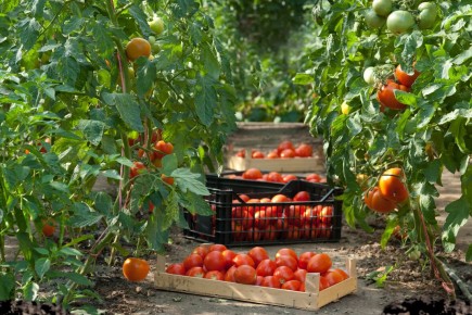 Почему овощи с органической грядки насыщеннее и вкуснее