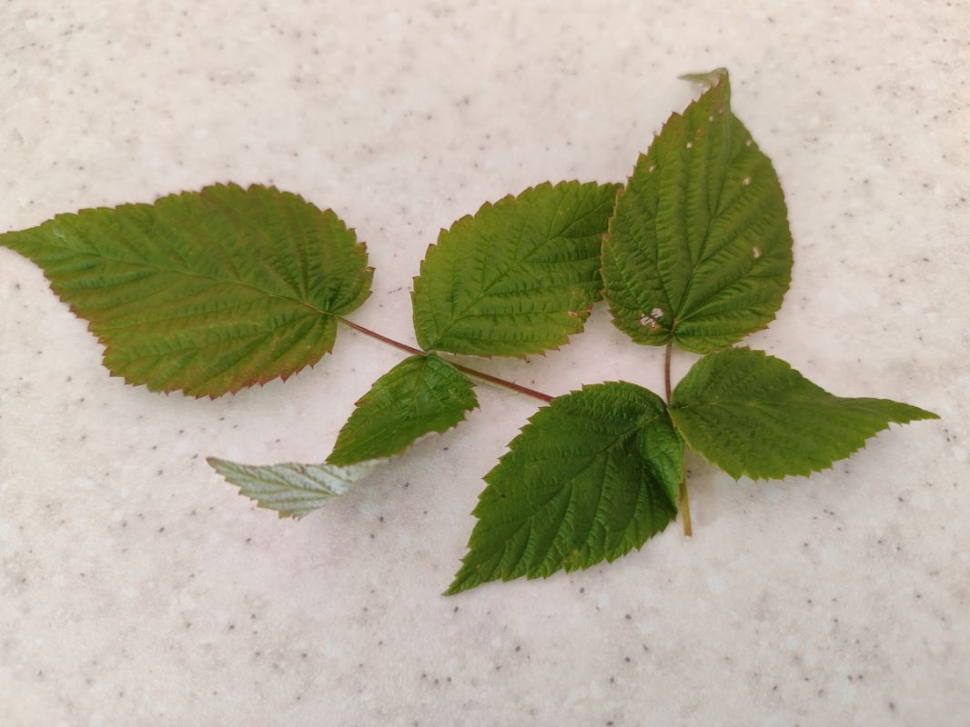 �������� ����� ���� ����: 5 �������� ��� �� ������ ���� � �������