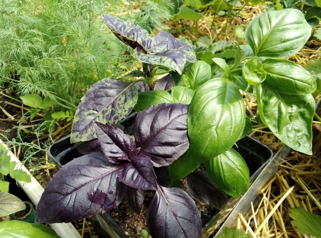 ����� � ������: ��� ������� ������ ����-������ �� �����������