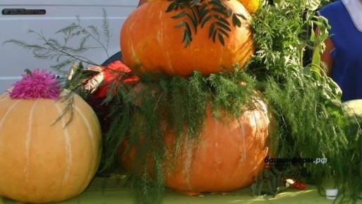 ���-����� �� ��� �� �������� ����������� ������� ������ �����