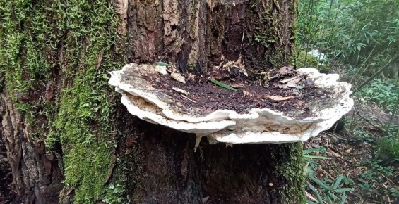 � ������ ����� ������ ����-������: ����� ������������ �������� ������