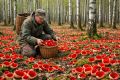 Саркосцифа: Удивительный гриб с эльфийской аурой