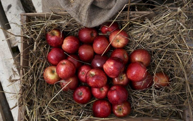 Как правильно хранить яблоки: секреты долгого сохранения до весны